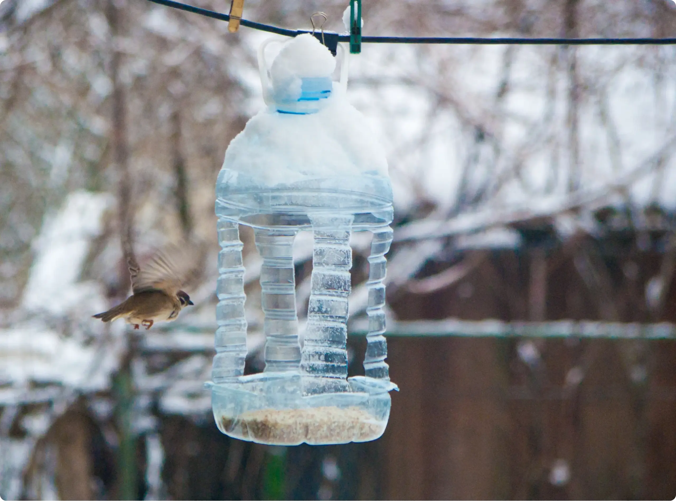 Upcycling Plastic Bottles into Bird Feeders: A Cool Way to Help Local Wildlife